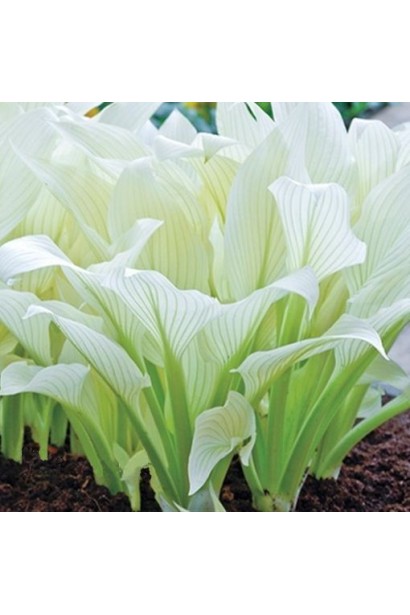 Хоста Вайт Фезер